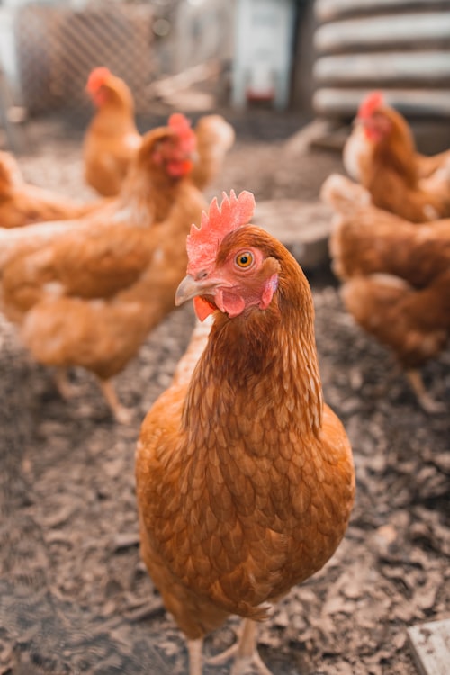 Chickens & Birds