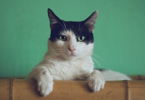 Indoor Cats