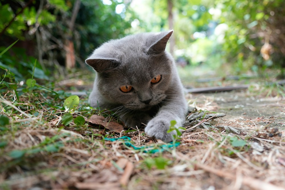 Outdoor Cats