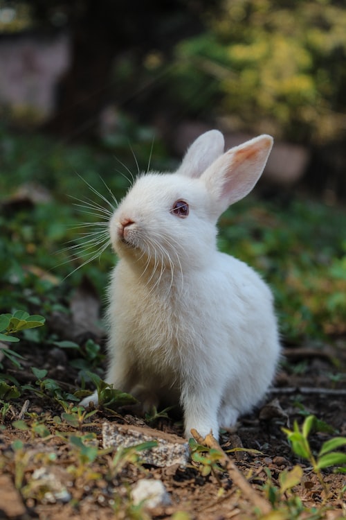 Rabbits