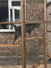 Climberâ's Courtyard - Catio Enclosure