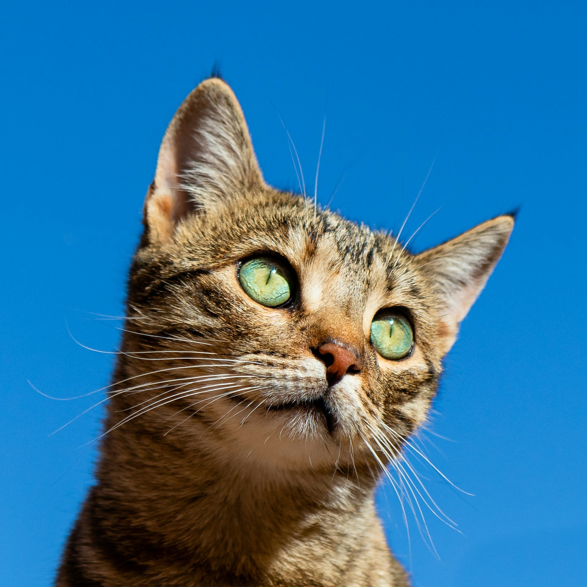 Cat in a garden catio enclosure