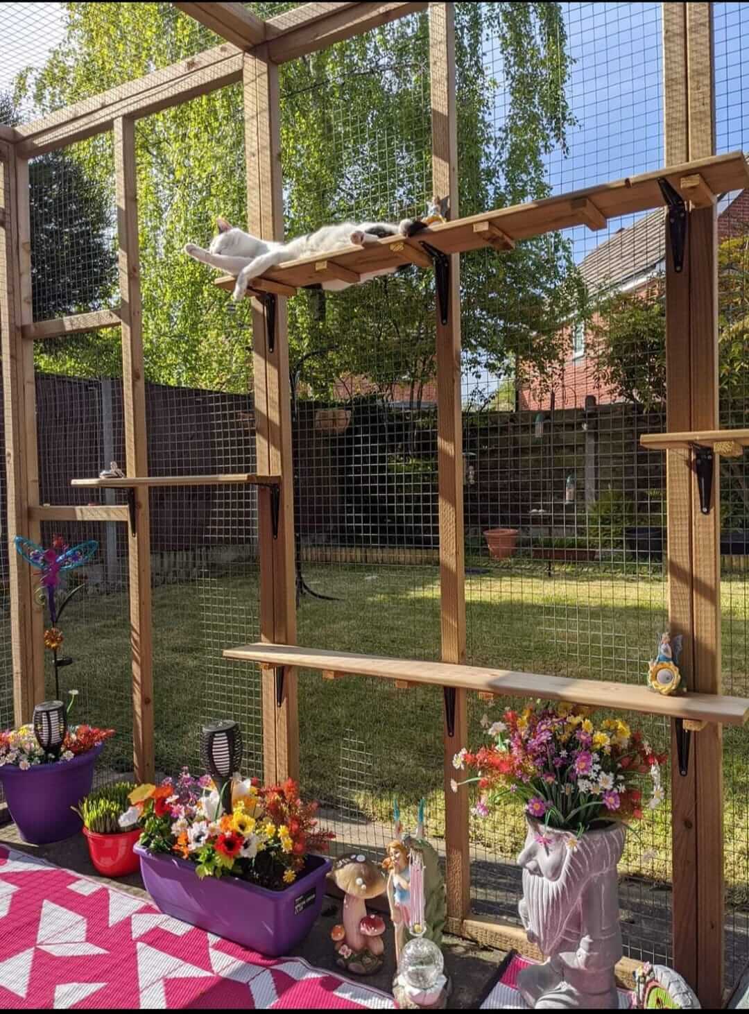 Cats Inside Their Catio