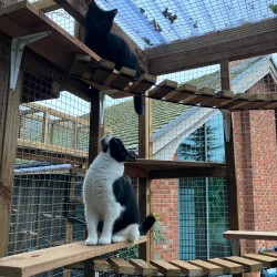 1M Rope Ladder / Bridge