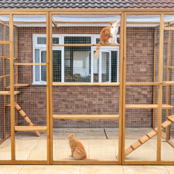 Climber’s Courtyard – 8ft x 6ft x 7.5ft Catio Enclosure