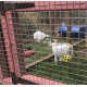 Pink Painted Rabbit Run Guinea Pig 6ft x 6ft 3ft Tall