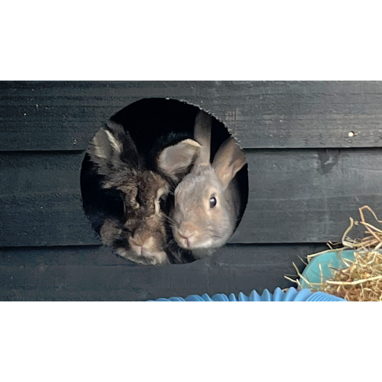 Bunnio 9ft x 6ft 1/2" x 1/2" wire mesh with Felt Roof Bunnio 9ft x 6ft 1/2" x 1/2" wire mesh with Felt Roof