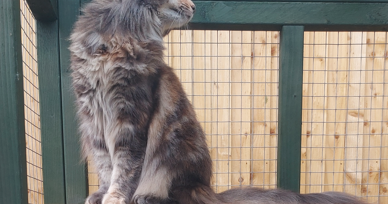 Maine Coon and Large Breed Catio Accessories