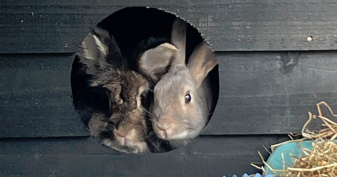 Rabbit Run Accessories