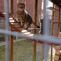 A Very Long Catio A Very Long Catio