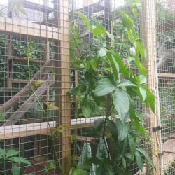 A Very Tall Catio A Very Tall Catio