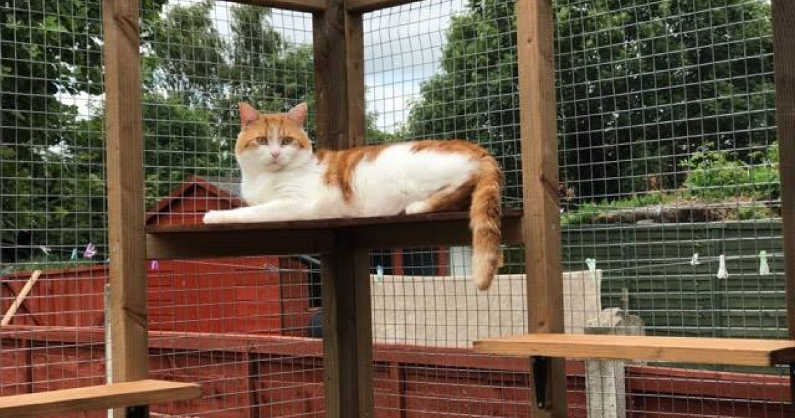 Cat Run Accessories  Cat Run Accessories