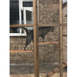 Climber’s Courtyard – 8ft x 6ft x 7.5ft Catio Enclosure 🧗‍♂️🐱