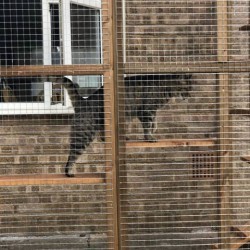 Climber’s Courtyard – 8ft x 6ft x 7.5ft Catio Enclosure 🧗♂️🐱 Climber’s Courtyard – 8ft x 6ft x 7.5ft Catio Enclosure 🧗♂️🐱