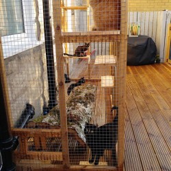 The Slimline Sanctuary – 8ft x 3ft x 7.5ft Lean-To Catio 🌿🐱 The Slimline Sanctuary – 8ft x 3ft x 7.5ft Lean-To Catio 🌿🐱