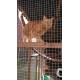 Catio / Cat Lean to 12ft x 4ft x 8ft Tall With Waterproof Roof