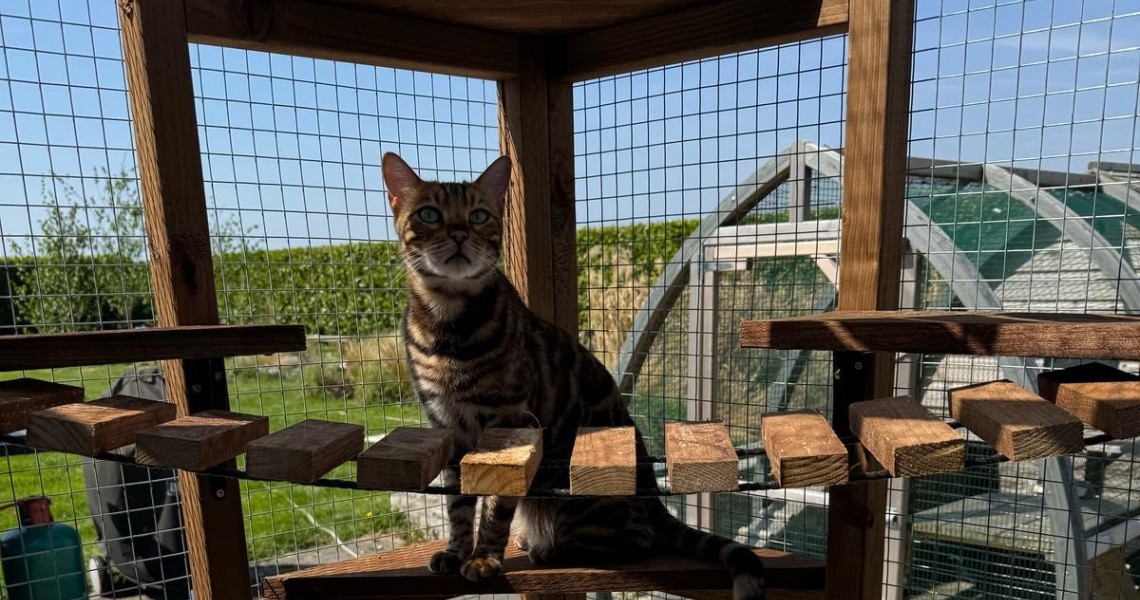 Cat Run Accessories 🎇 ✨